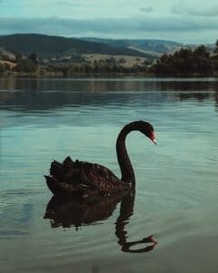 Black Swan